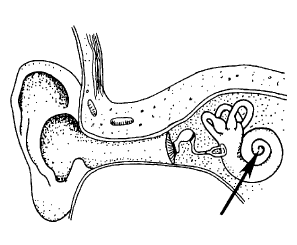 The diagram, from left to right, shows the outer, middle, and inner ear. An arrow at the far right points to a part with a spiral shape that resembles a snail shell.